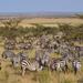 Great Serengeti Migration Trail