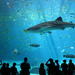 2-Day Madame Tussauds Bangkok and SEA LIFE Bangkok Ocean World Admission Tickets
