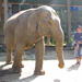 2-Day Thai Elephant Care Center Experience from Chiang Mai