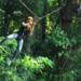 3-Hour Zip Line Jungle Adventure from Phuket