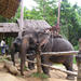 Elephant Camp and Jeep Safari Tour including Lunch from Phuket