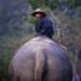 Private Lampang Elephant School and Lamphun Temples Tour from Chiang Mai