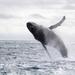 Perth Whale-Watching Cruise from Hillarys Boat Harbour