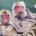 Snow Monkey and Cycling Day Tour in Nagano