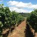 Willamette Valley Wine-Tasting from Portland