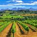 Montserrat and Penedès Guided Day Tour from Barcelona