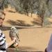 Small-Group Dubai Interactive Falconry Experience and Wildlife Drive with Optional Breakfast
