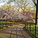 Central Park Bike Rental