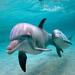 Dolphin Watching Experience and Trawler Full Day Tour with Lunch