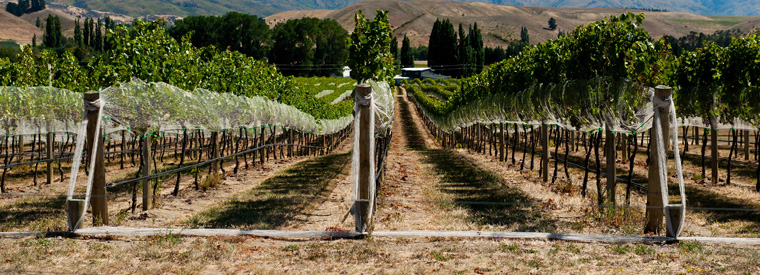 New Zealand Wine Tasting & Winery Tours