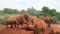 Elephants Orphanage Tour From Nairobi