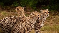 Ann Van Dyk Cheetah Centre Half-Day Tour from Johannesburg