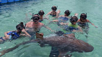 Excursión en barco de fiesta y esnórquel con tiburones y rayas (opcional)