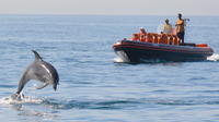 Private Dolphin Watching and Cave Tour from Albufeira