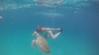 Barbados Private Turtle Swim Tour