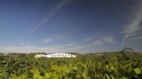 Winery and Wine Tasting Tour in el Penedes from Barcelona