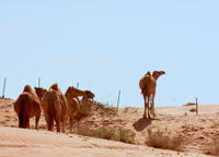 Liwa Oasis Desert Drive from Abu Dhabi