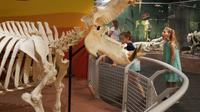 Skeletons: Animals Unveiled Museum Admission