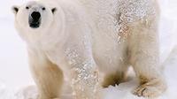 Visit Arctic Animals in Ranua Zoo from Rovaniemi