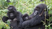 3 Days Gorilla Trekking Bwindi Impenetrable Forest National Park