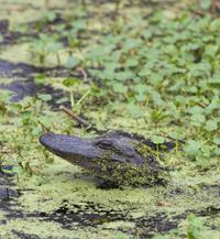 small group airboat swamp tour with downtown new orleans pickup