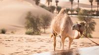 Live a day in Bedouin style - UAE Heritage Tour