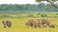 4 Days Best of Tanzania Safari