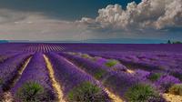 Lavender Route Small-Group Guided Day Trip from Avignon