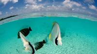 Bora Bora Introductory Scuba Dive