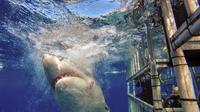 5-Day Great White Shark Dive Adventure