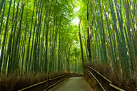 Arashiyama and Sagano Morning Walking Tour