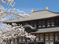 Kyoto and Nara Day Tour Including Golden Pavilion and Todai-ji Temple from Osaka