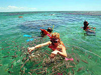 Maracajau from Natal