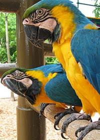 Parrot jungle coupons 2018