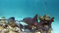 Excursión de buceo de superficie con tiburones y rayas en Punta Cana