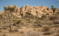 Joshua Tree National Park SUV or Van Tour