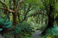 St Lucia Rainforest Walk