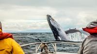 Multi-Day Whale Tour to Quebec City and Tadoussac