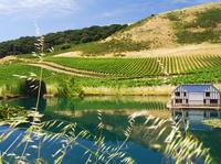 Semi Private Small Group Wine Country Tour from San Francisco