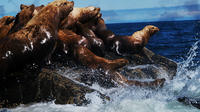 Seal Colony 3-Hour Boat Rental for 5 to 6 People