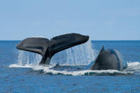 San Diego Whale Watching Expedition Cruise
