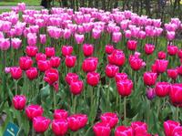 Amsterdam Shore Excursion: Keukenhof Gardens and Tulips Fields Tour
