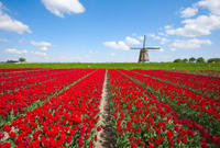 Holland in One Day Sightseeing Tour