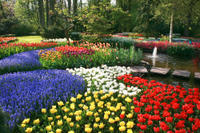 Keukenhof Gardens and Tulip Fields Tour from Amsterdam