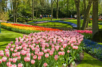 Skip the Line: Keukenhof Gardens Tour and Tulip Farm Visit from Amsterdam