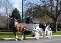 Victoria Carriage Tour Including James Bay