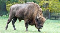 Parque Nacional de Bialowieza desde Varsovia: la mejor excursión