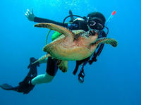 Scuba Diving for Beginners on the Leeward Coast