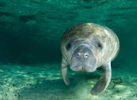 Self-Drive Swim with Manatees on the Crystal River