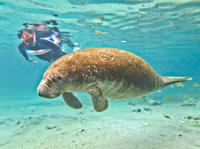 Swim with Manatees at Crystal River plus Everglades Airboat Adventure